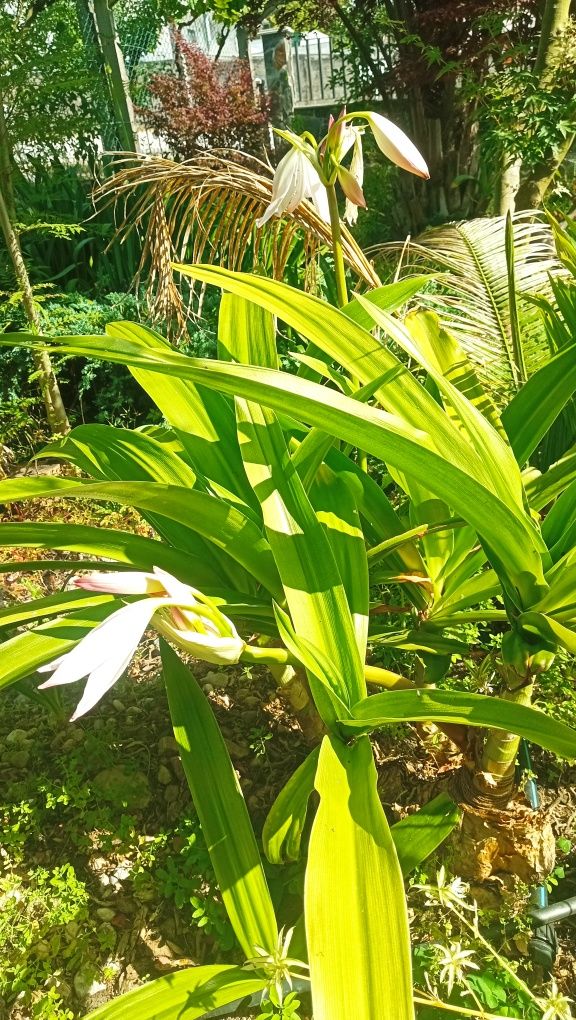 Bromélia, Crinum Morei