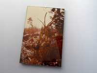 lata 80 artystyczne zdjęcie w oprawie zima las