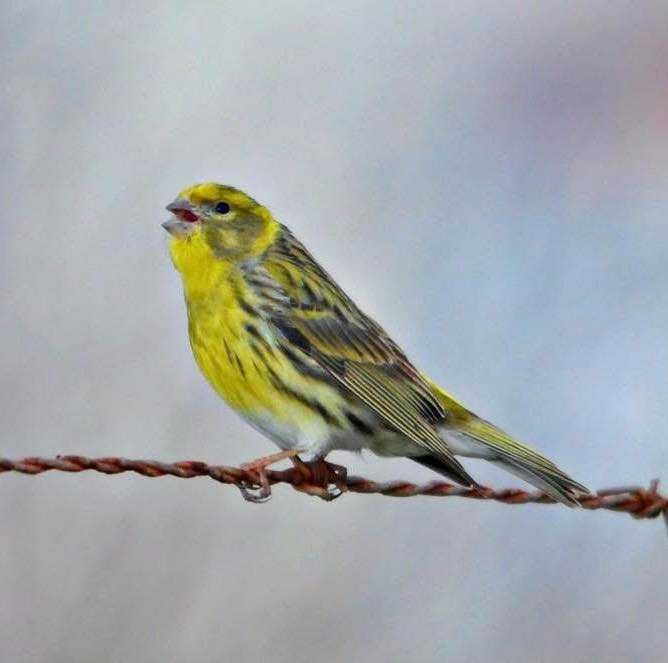Aves  de Fauna anilhadas2024/2025
