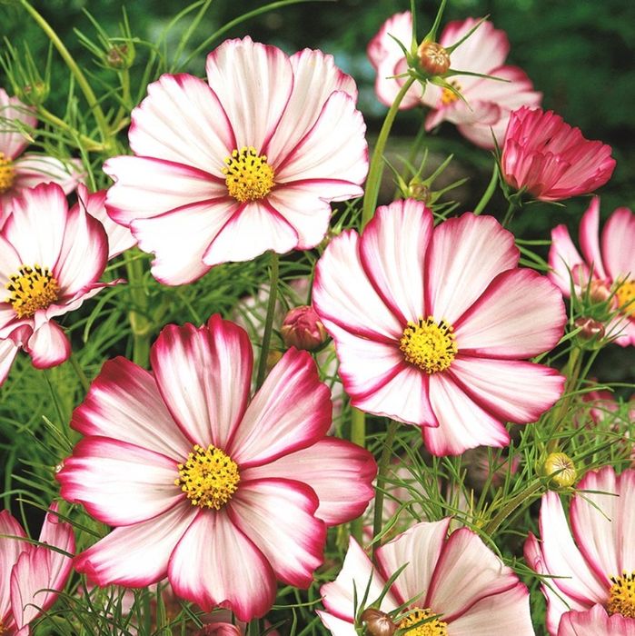 Onętek „Kosmos” PICOTEE (Cosmos Bipinnatus) nasiona 50 sztuk