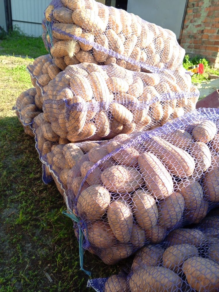 Продам домашню картоплю