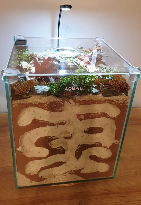 Formikarium Hodowla gniazdo mrówek mrówki