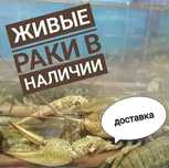 Раки живі, варені. Доставка, відправка.