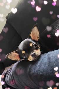 Chihuahua Blair Chi Love (do odbioru)