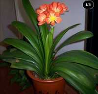 Planta clivias