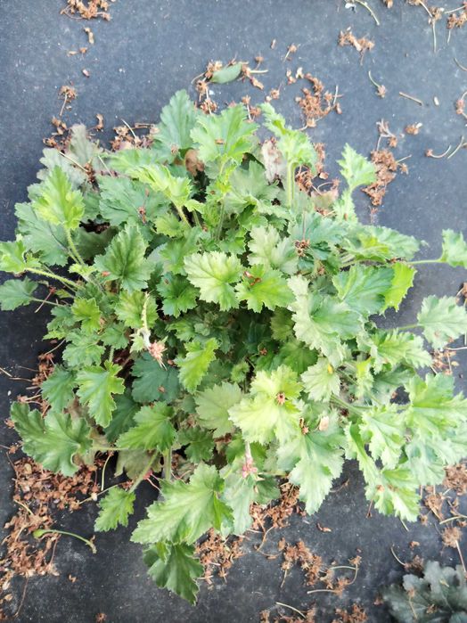 Гейхера, бересклет