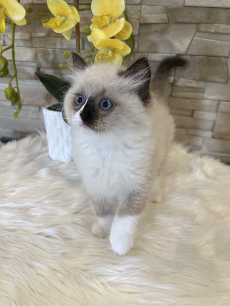 Ragdoll kocurek , rodowod FPL.