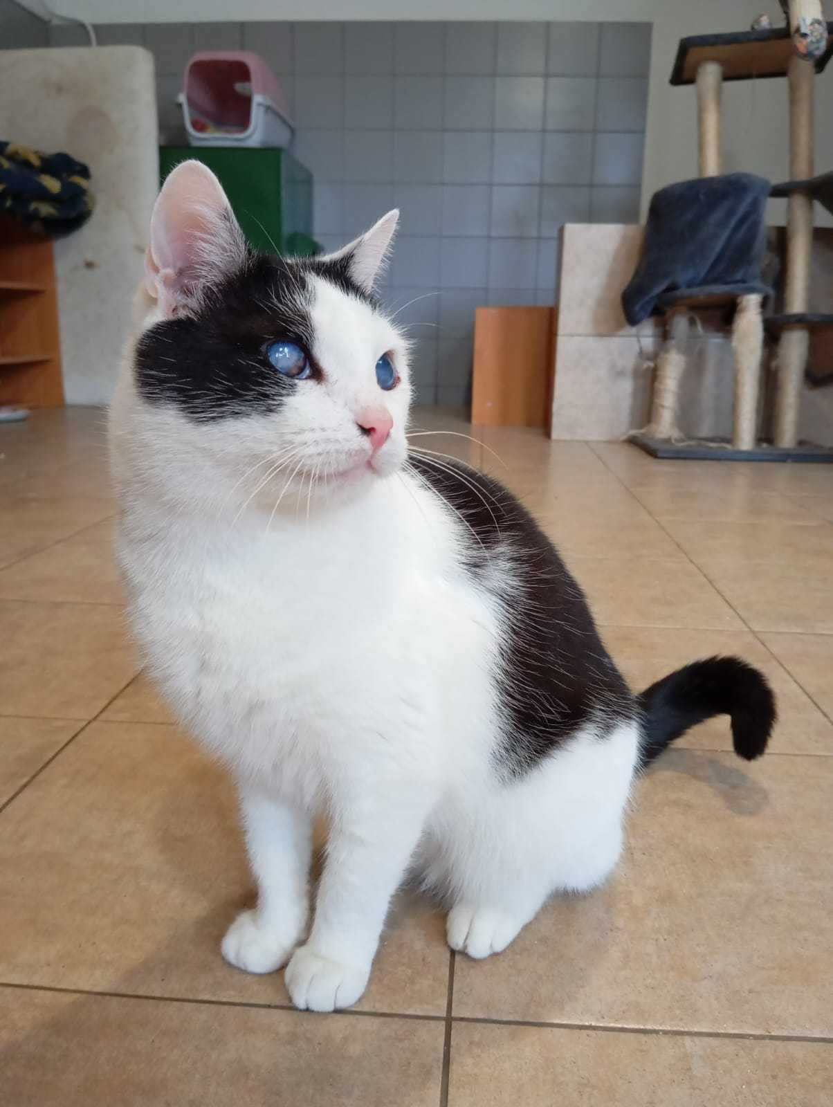 Kotek Ślepotek Szuka Domu!