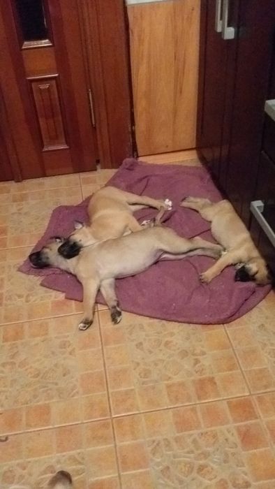 Нужен корм для животных