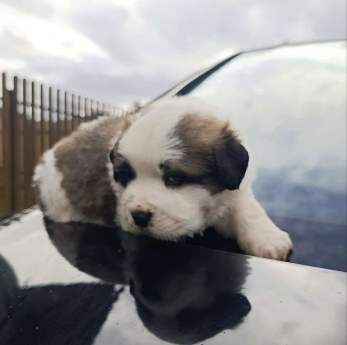 Дівчинка сенбернар