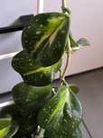 Hoja obovata Picta