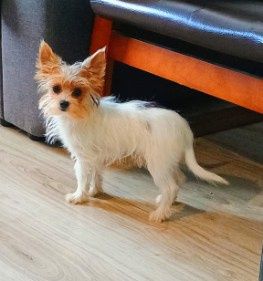Yorkshire terrier