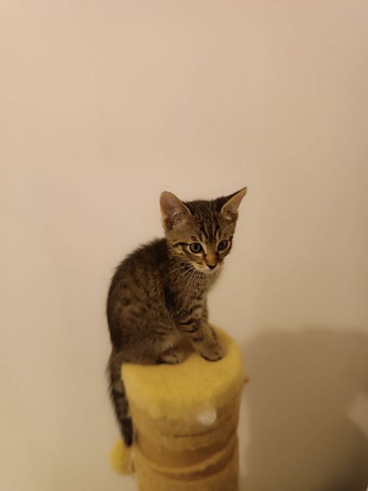 Котохлопчик чекає на свою родину