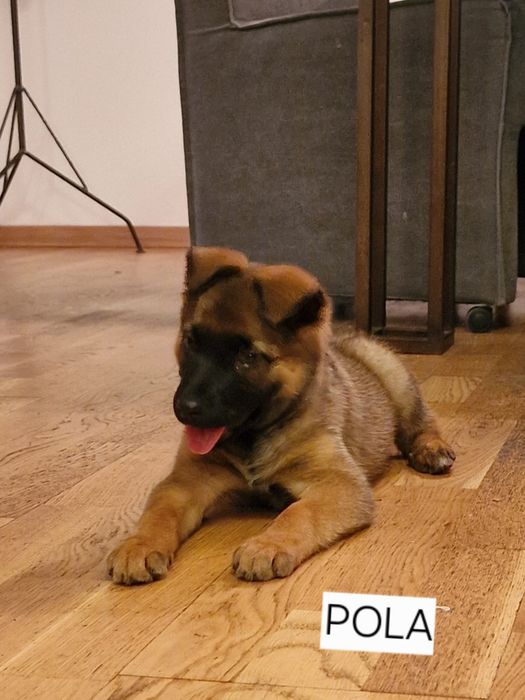 Szczeniaczek, suczka Pola urocza i bardzo mądra