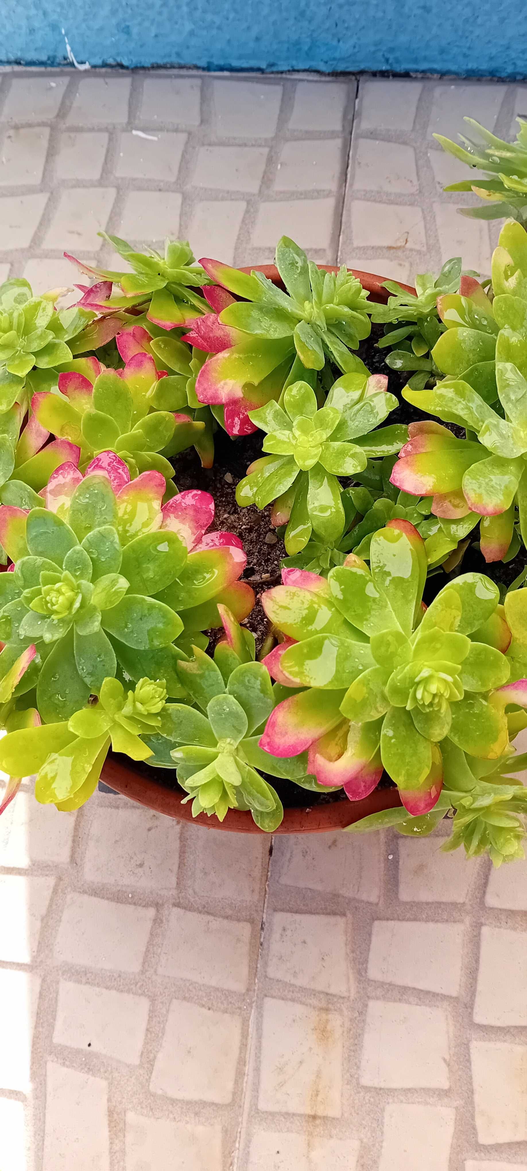 Suculenta em vaso de barro