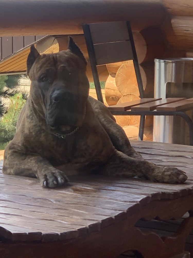 Вязка Канарский Дог Presa Canario