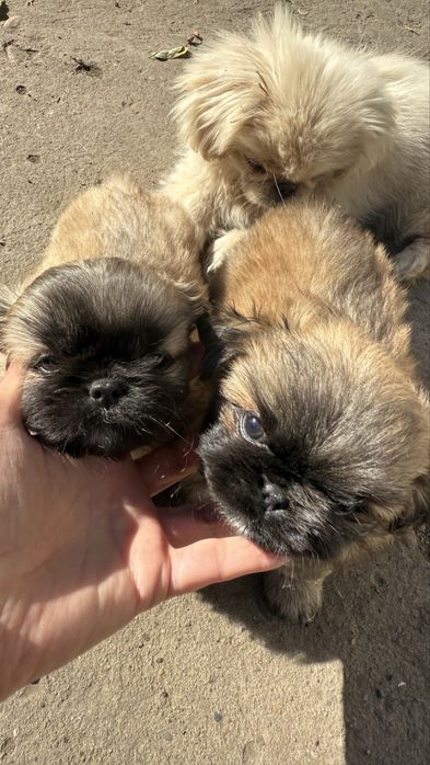 Продам пекінесиків.