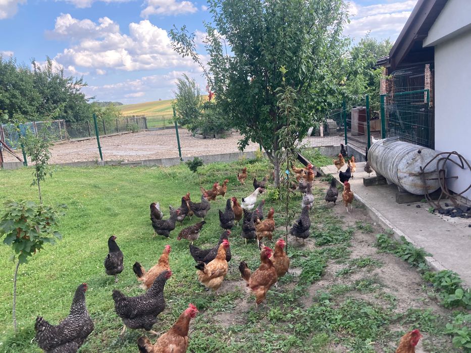 Jajka wiejskie z wolnego wybiegu dowóz gratis