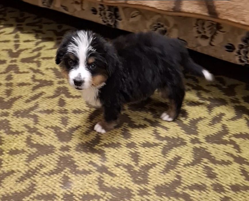 Бернский Зеннехундер.Девочка.