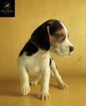 Beagle Fêmea Com Lop e Afixo