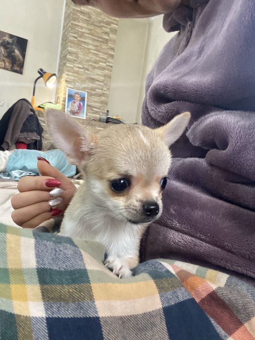 Хлопчик чіхуахуа