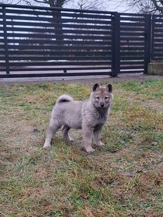 Łajki zachodniosyberyjske