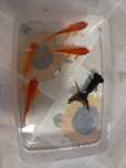 Peixes de agua fria