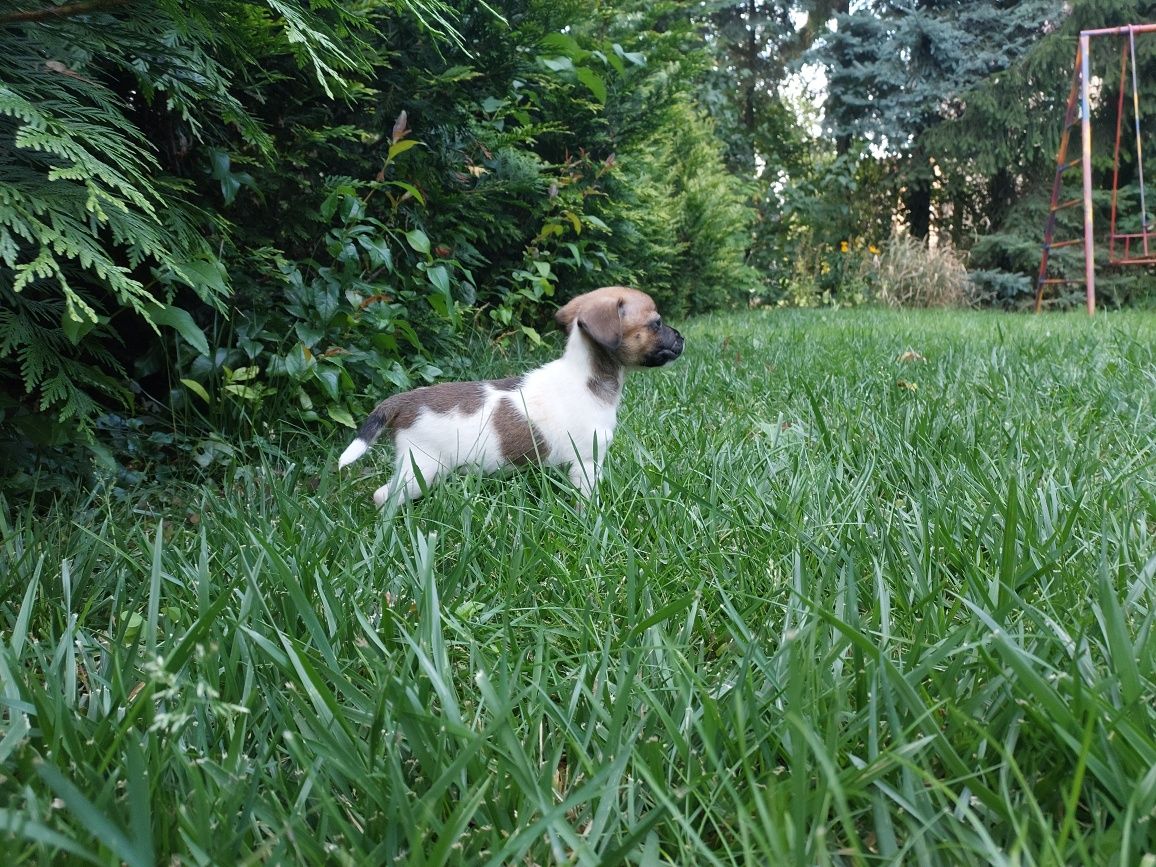 Jack Russell Terrier- suczka