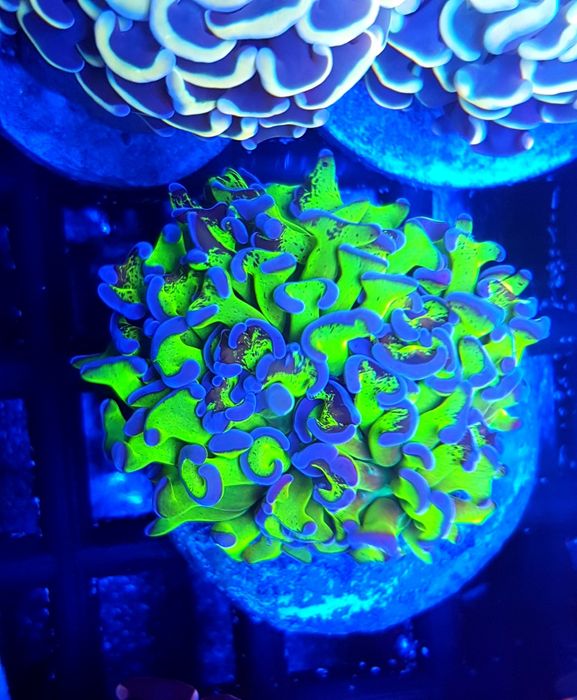 Euphyllia Ancora green fluo. Akwarium morskie . Koralowiec