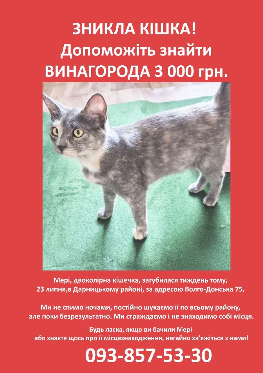Допоможіть знайти кішку! Дарниця! Винагорода гарантована