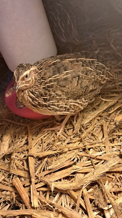 Jaja lęgowe kur ozdobnych i przepiórek japońskich