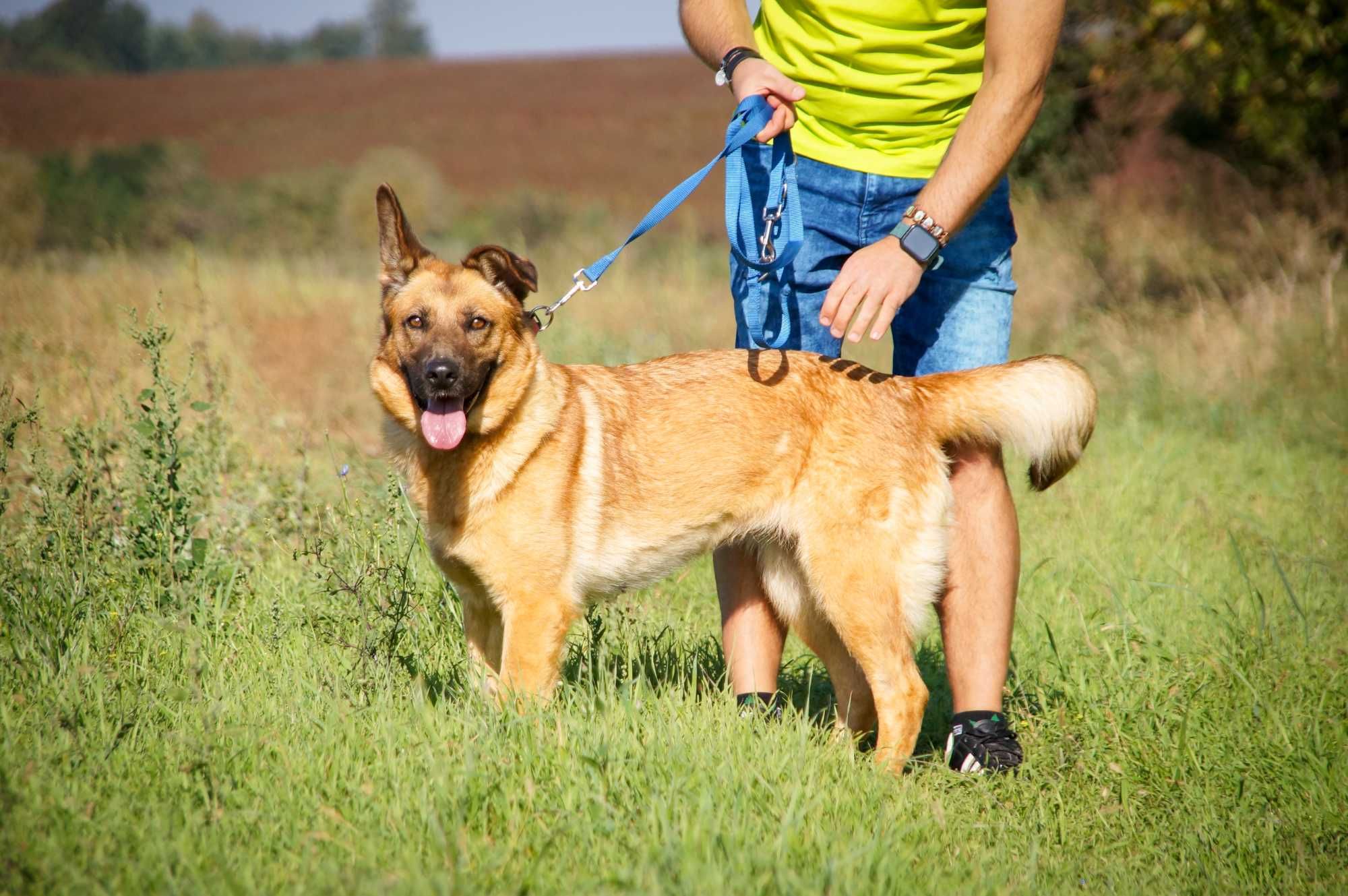 Germena - piękna owczarkowata sunia do adopcji.