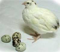 Перепелинные инкубационные яйца