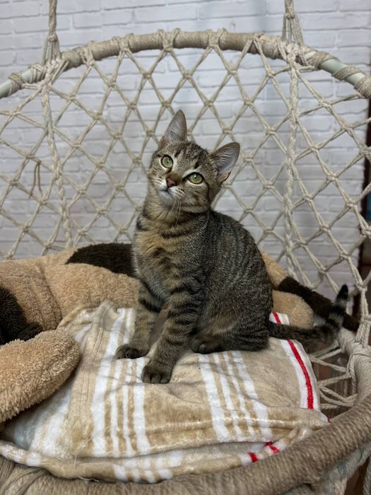 Отдам_ кошки_ котята_ тигрик