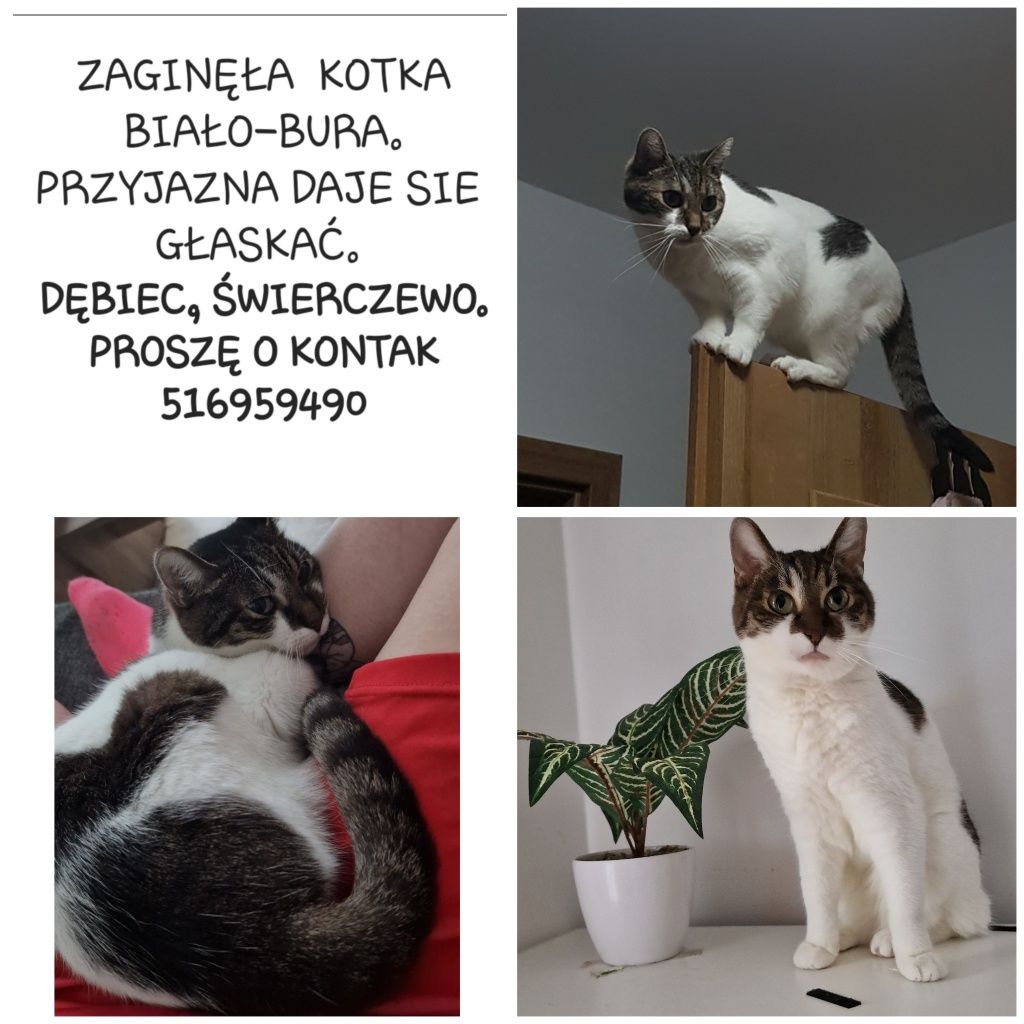 Zaginęła kotka biało-bura