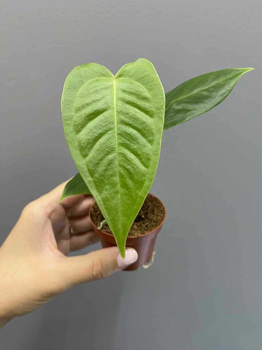 Anthurium Veitchii Anturium