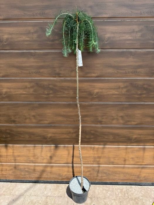 Модрина Larix Stiff Weeper Pendula Krejci Globus American Pie