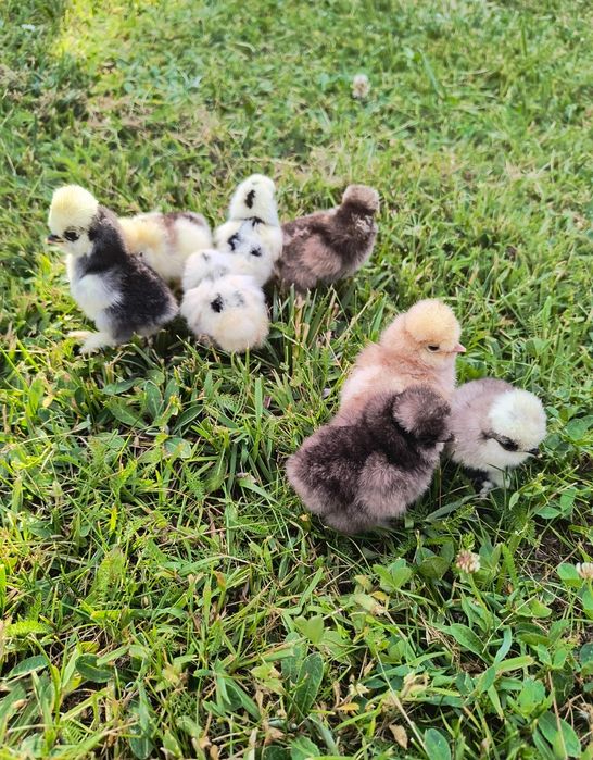 Jajka lęgowe lęgi jaja silki silka USA kurczęta