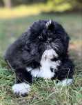 Shih tzu śliczny piesek Jambo