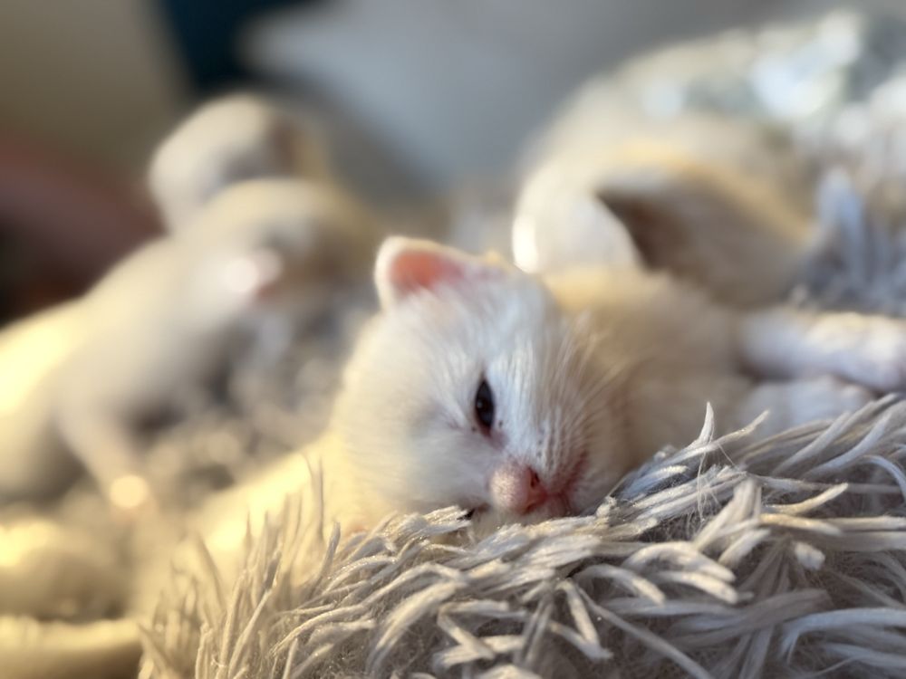 Ragdoll kocurek
