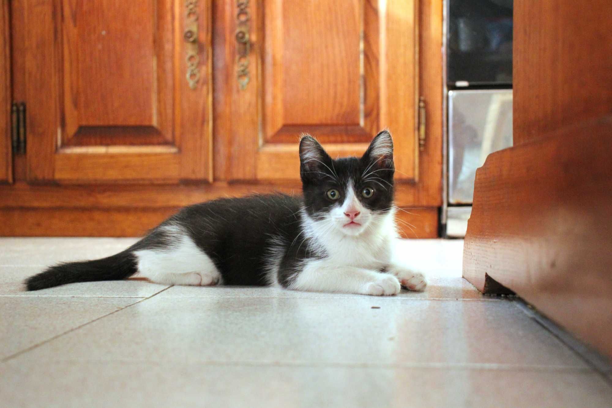 MACHO | Gatinho disponível para adoção responsável