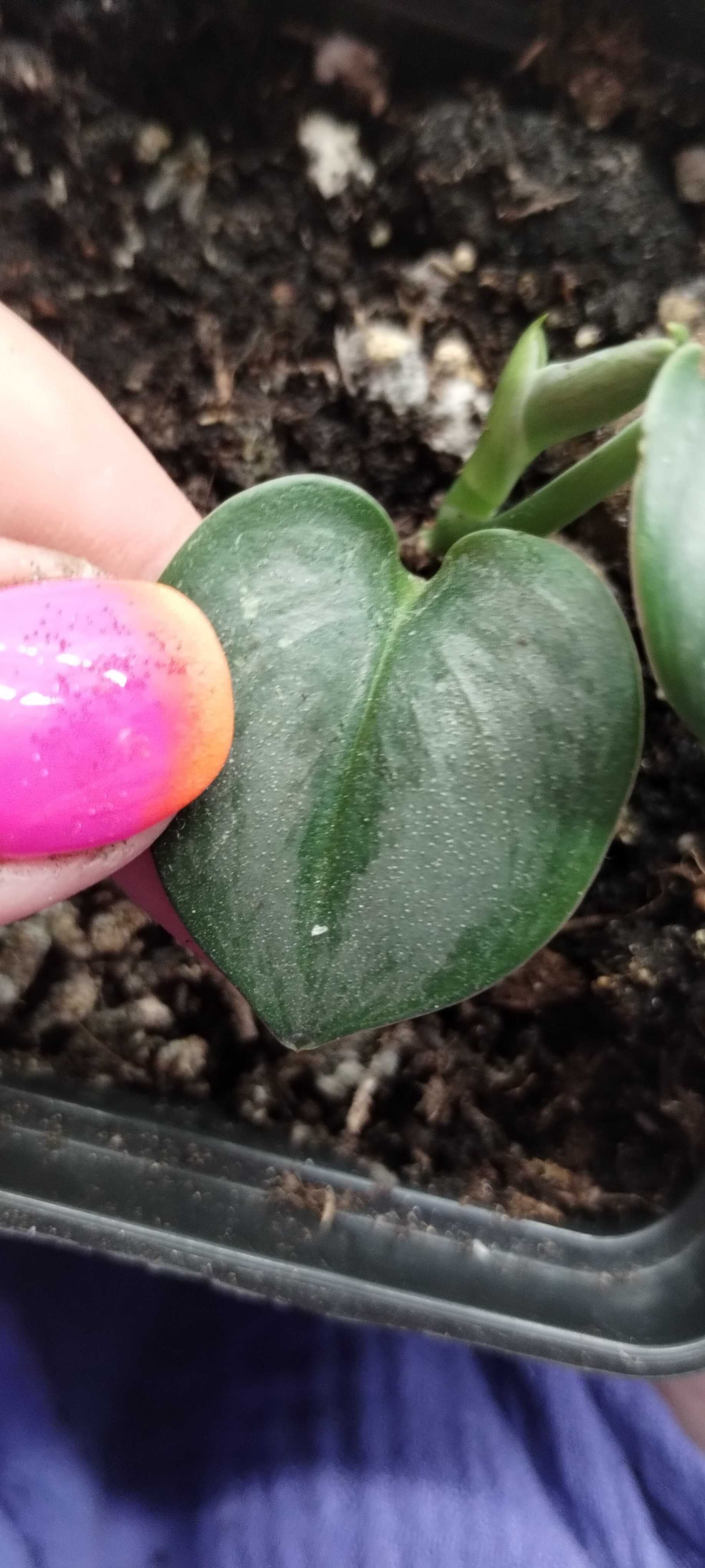 scindapsus moonlight-roslina rosnąca