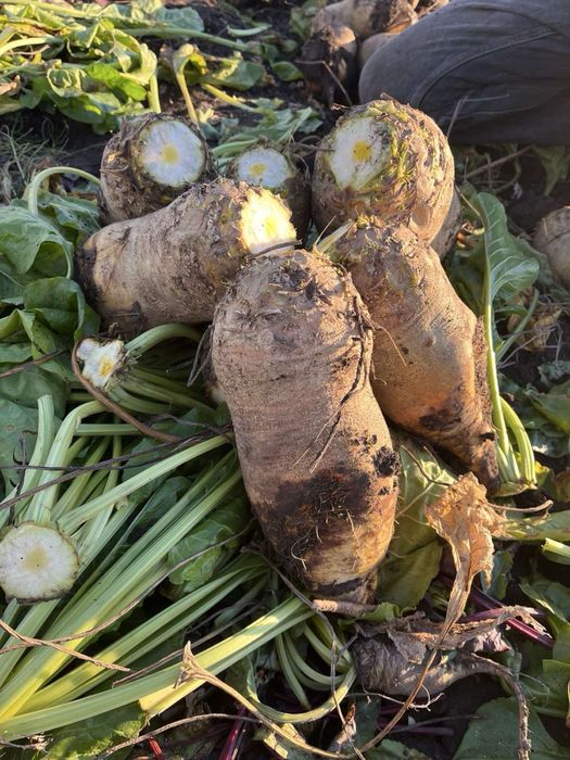 Кормовий буряк опт