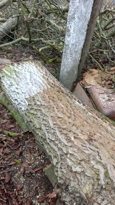 Дерево горіхове,без доставки.ціна за всі 5 колод