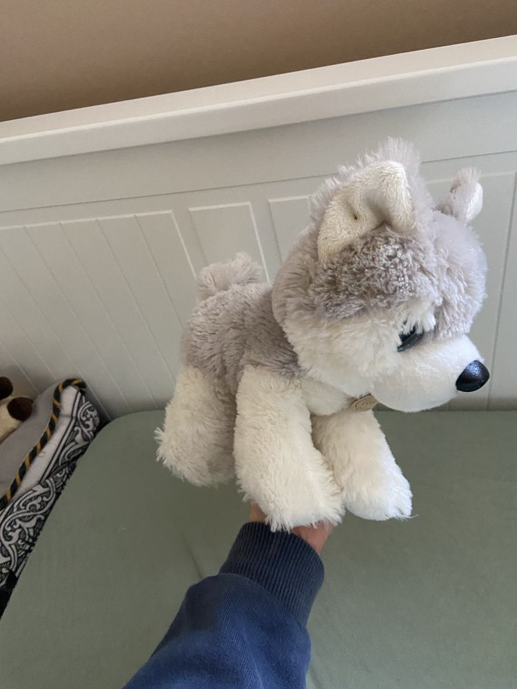 Maskotka piesek husky