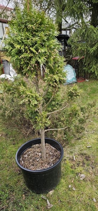 Tuje profilowane -duże w donicy.