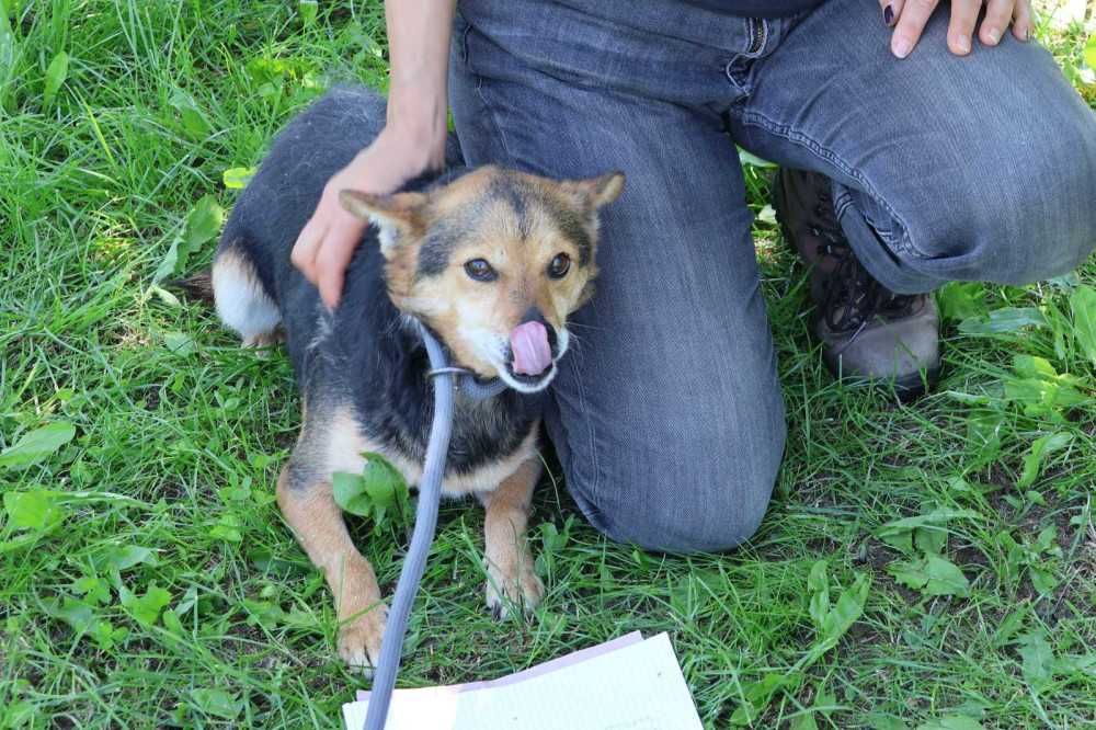 104969 Ząbek do adopcji
