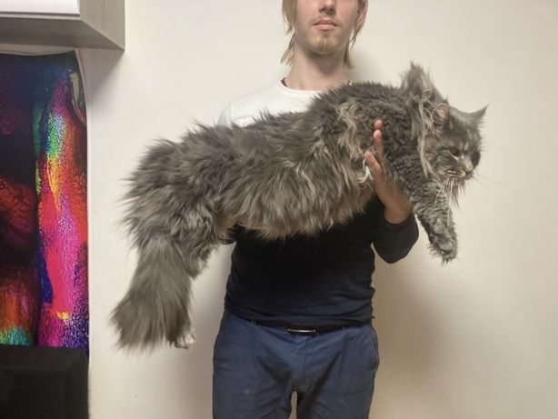 Maine coon reproduktor FPL