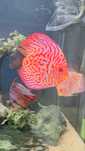 Discus Ciclideos