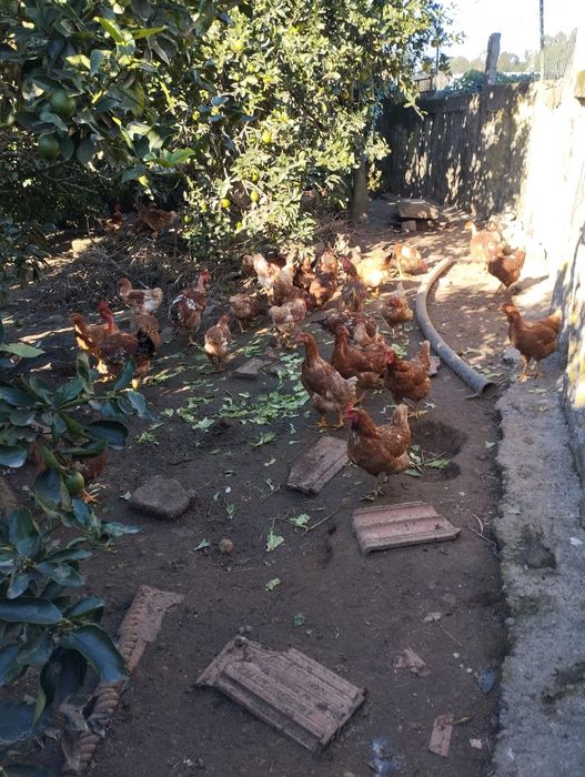 Ovos caseiros boa qualidade